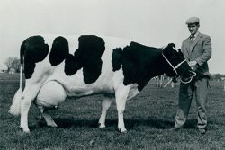 Brian Langmead with dairy cow